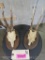 2 Roe Deer Euro Mts on Plaques (2x$) TAXIDERMY