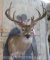 Respectable 11 Pt Whitetail Sh Mt TAXIDERMY