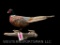 Beautiful, standing, Ringneck Pheasant, taxidermy mount , awesome colors, on a wood base, Bird is 29
