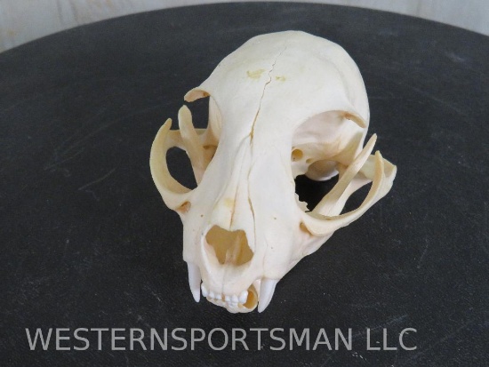 African Wild Cat Skull TAXIDERMY