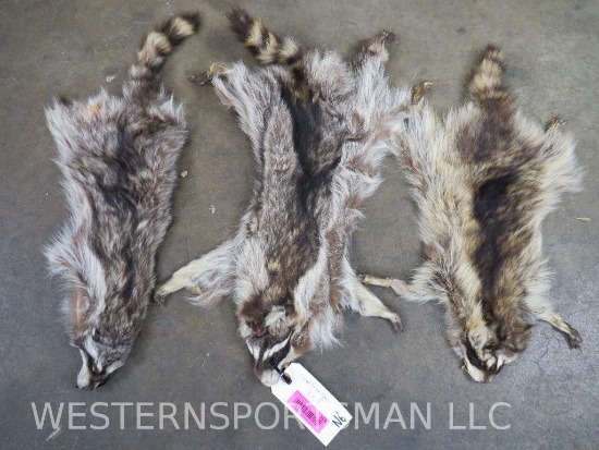 3 Small Raccoon Hides (3X$) TAXIDERMY