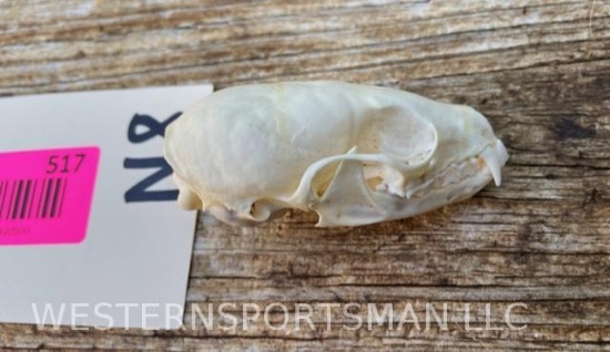 Rarely seen North American Pine Marten, skull - female, all teeth 2 1/2 inches long X 1 3/8 inches w
