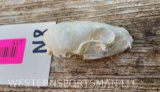 Rarely seen North American Pine Marten, skull - female, all teeth 2 1/2 inches long X 1 3/8 inches w