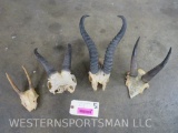 4 Skull Caps w/Horns (4X$) TAXIDERMY