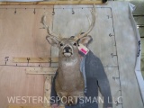 Funky 11 Pt Whitetail Sh Mt TAXIDERMY