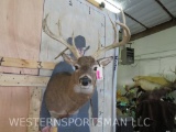 Nice Whitetail Sh Mt W/Drop Tine and 23.5
