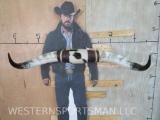 Mounted Pair Longhorn Horns w/Cowhide Approx 48.5