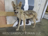 Old Dusty Lifesize Coyote -No Base TAXIDERMY