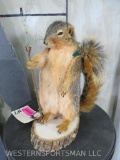 Lifesize Backpacking Squirrel TAXIDERMY