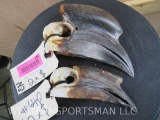 Male & Female Hornbill Skulls (2x$) TAXIDERMY
