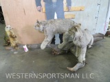 Very Cool 2 Lifesize Lynx on Branch Hunting a Fisher TAXIDERMY