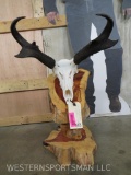 Nice XL Pronghorn Skull on Pretty Wood Table Pedestal TAXIDERMY