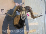 Corsican Sheep Sh Mt w/Cool Horn Deformity TAXIDERMY