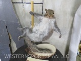 Dancing Squirrel on Pole TAXIDERMY