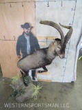 Lifesize Leaping Ibex on Base TAXIDERMY