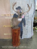Very Nice Hardwood Pedestal, Good Size Deer 19 Pts TAXIDERMY