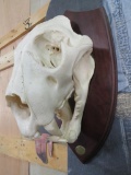 Very Nice Lion Skull on Plaque (Taken in 1992) *TX RES ONLY* Taxidermy Decor