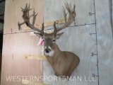 XL Uncommon Whitetail Sh Mt w/Lots of Points TAXIDERMY