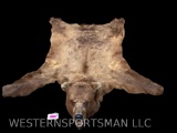 Huge Alaskan Brown Bear hide, Giant head , no feet. 8 foot long X 81 inches across the front legs an