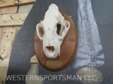 Very Nice Leopard Skull on Plaque w/All Teeth *TX RES ONLY* TAXIDERMY