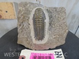 Trilobite Fossil Approx 7