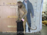 Super Cool Free Sitting Baboon TAXIDERMY