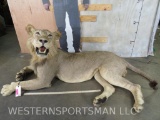 Lifesize Juvenile Laying Lion *No Base *TX RES ONLY* TAXIDERMY