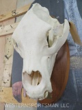 XL Brown Bear Skull on Plaque Approx 16 3/4