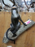 *Very Rare* Lifesize DeBrazzas Monkey on Limb -Zoo Death TAXIDERMY