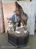Really Nice Big Double Lifesize Wolves Pedestal -Only Wolves this sale TAXIDERMY