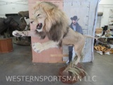 Beautiful Lifesize Leaping Lion on Base *TX RES ONLY* TAXIDERMY