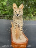 African Serval Cat , on natural base , 33 inches long x 11 1/2 inches wide, x 26 inches tall, Beauti