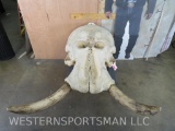 Very Nice African Elephant Skull w/reproduction Tusks *TX RES ONLY* TAXIDERMY