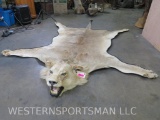 Leather Backed African Lion Rug 10'6
