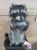 Super Cute Lifesize Raccoon Playing Harmonica TAXIDERMY