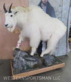 Lifesize Mountain Goat *On Base* TAXIDERMY