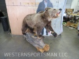 Very Nice Lifesize Brown Bear on Base -Huge Claws -Base on Wheels TAXIDERMY