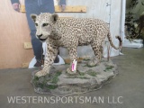 Lifesize Leopard on Base *TX RES ONLY* TAXIDERMY
