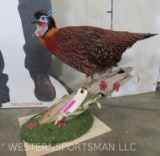 RARE - Temminck's Tragopan Pheasant Beautiful 