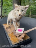 Rare, African Wild Cat. On natural base , 29 inches long x 11 1/2 inches wide x 19 inches tall? beau