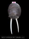 Awesome, Reproduction, Walrus, taxidemy mount, 21 & 22 inch long tusk, 42 inches tall and 20 inches