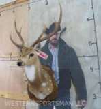 Axis Deer Sh Mt on Plaque TAXIDERMY