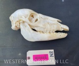 RARE, stillborn, baby Zebra skull , all teeth, 9 1.2 inches long x 4 inches wide, Great oddities tax