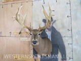 Nice Big Non Typical Whitetail Sh Mt W/Drop Tine TAXIDERMY