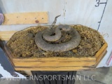 Dusty Vintage Lifesize Rattlesnake on Base TAXIDERMY