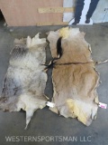 2 African Back Hides (2x$) TAXIDERMY