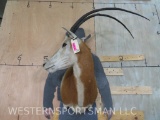 Vintage Scimitar Horn Oryx -Broken Horn TAXIDERMY