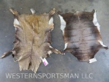 2 African Back Hides (2x$) TAXIDERMY