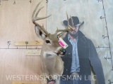 Nice 8 Pt Whitetail Sh Mt TAXIDERMY