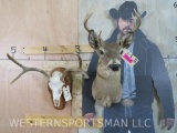 WHITETAIL SH MT & WHITETAIL SKULL ON PLAQUE (2x$) TAXIDERMY